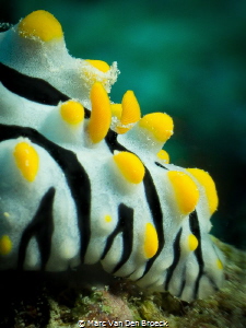 Yellow bubbles by Marc Van Den Broeck 